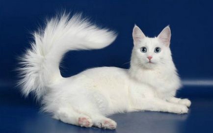 Pisica anatoliana - fotografie, descrierea rasei