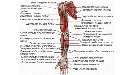 Anatomia mușchilor brațului, corpul bombelor