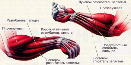 Anatomia mușchilor brațului, corpul bombelor