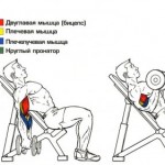 Anatomia mușchilor brațului, corpul bombelor