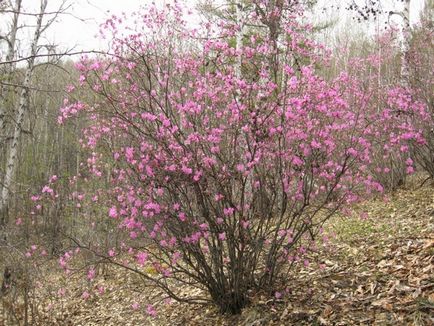 Apk - Vitus - Rhododendron Daur