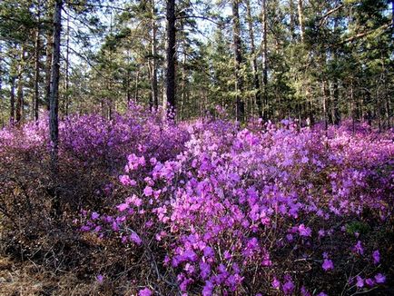 Apk - Vitus - Rhododendron Daur