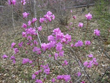 Apk - Vitus - Rhododendron Daur