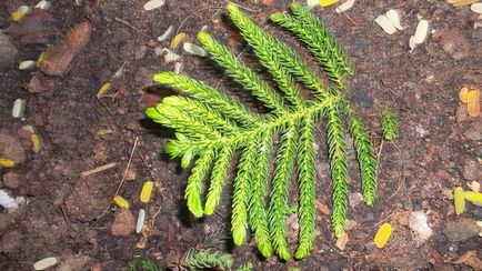 Araucaria megsokszorozza kemény tannin vendégház