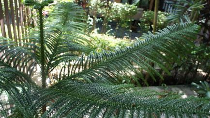 Araucaria creste cabana tare, tari