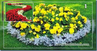 Begonia tuber - și - begonia înflorit veșnic - cultivarea și fotografierea, plantarea și îngrijirea, site-ul despre grădină,