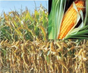 Biológiai jellemzők kukorica