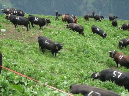 Битва корів в швейцарії, найцікавіше в світі