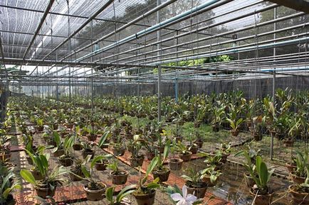 Üzleti orchidea termesztés (művelés) Üzleti növekvő orchideák
