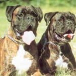 Боксер - одна з кращих порід собак, фото і відео з ними