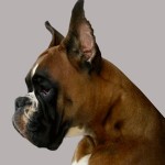 Боксер - одна з кращих порід собак, фото і відео з ними