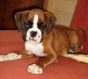 Boxer - una dintre cele mai bune rase de câini, fotografii și videoclipuri cu ei