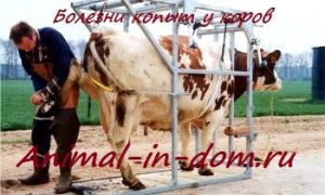 Bolile copitelor la vaci, tratamentul animalelor domestice