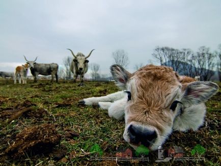 Boala Pseudomonas la simptomele viței și la metodele de tratament