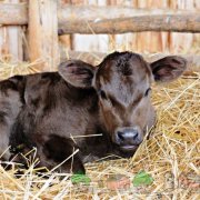 pseudomonosis betegség borjak tünetek és kezelések