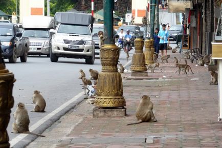 Marea vacanță de maimuță în Thailanda