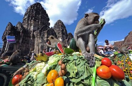Marea vacanță de maimuță în Thailanda