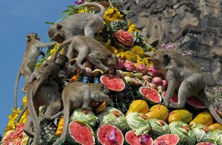 Marea vacanță de maimuță în Thailanda