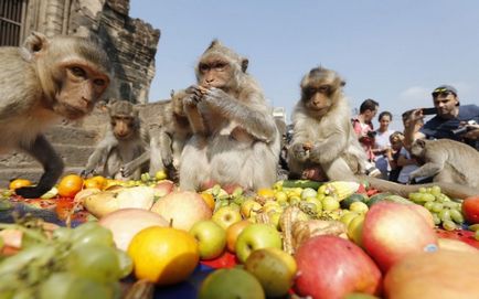 Marea vacanță de maimuță în Thailanda