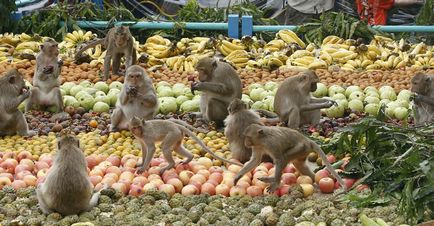 Великий мавпячий свято в Таїланді