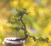 Bonsai propriile mâini