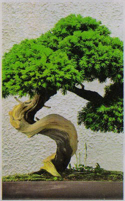 Bonsai aduce fericire