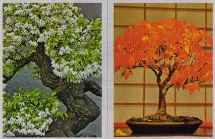 Bonsai aduce fericire