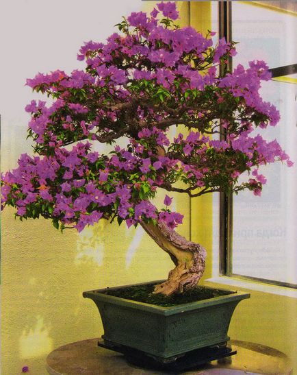 Bonsai aduce fericire