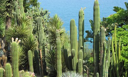 Bordighera 2017 cum să ajungeți unde să stați, ce să vedeți, liguriaguide - turist