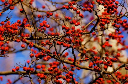 Hawthorn - leírás, reprodukció, gondoskodás, ültetés, fotó, használt a kertben, faj és fajta