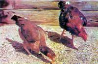 Бійцівські породи птахів (тваринництво - кури)