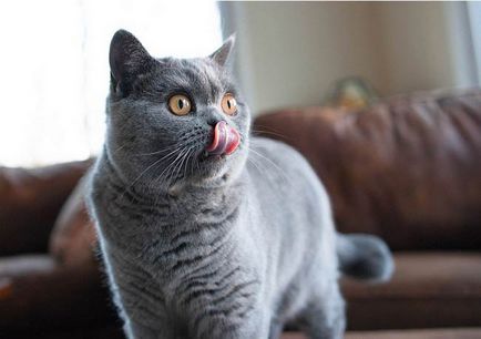 Fotografie britanică de pisică, caracterul rasei, descriere, video