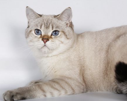 Британська кішка - фото кішки, характер породи, опис, відео
