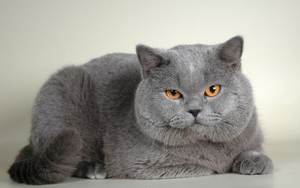 Fotografie britanică de pisică, caracterul rasei, descriere, video