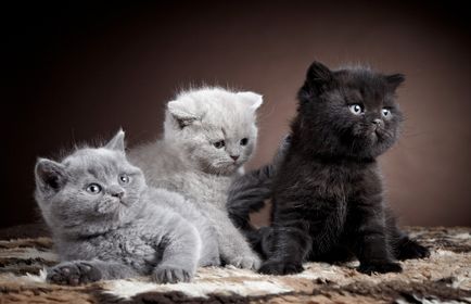 Британська кішка - фото кішки, характер породи, опис, відео