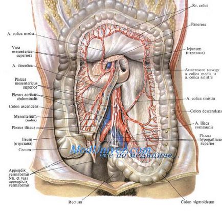 Plex al aortei abdominale