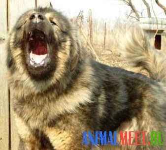Buryat câine mongolă - întâlnirea cu animalele de companie