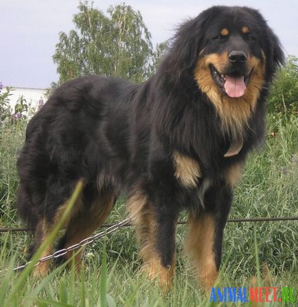 Buryat câine mongolă - întâlnirea cu animalele de companie