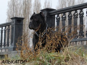 Cane corso italiano - askanio ottimo про породу