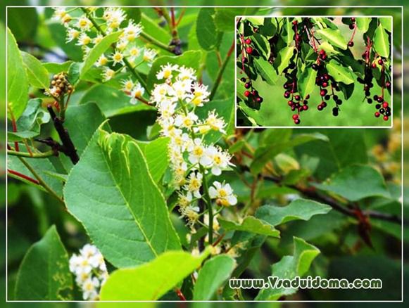 Prunus virginiana - fotó és leírás, telepítése és gondozása a kert helyén, vendégház és szobanövények