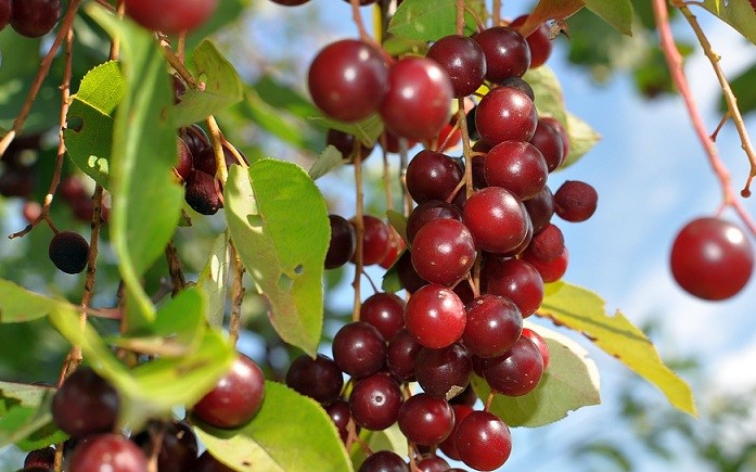 Bird cherry virgin fotografie, varietate, descriere, plantare, îngrijire