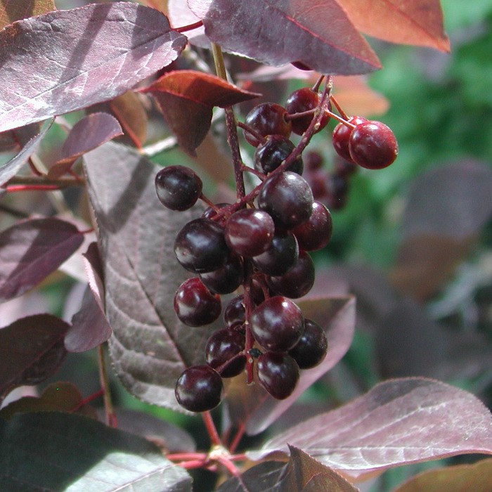 Bird cherry virgin fotografie, varietate, descriere, plantare, îngrijire