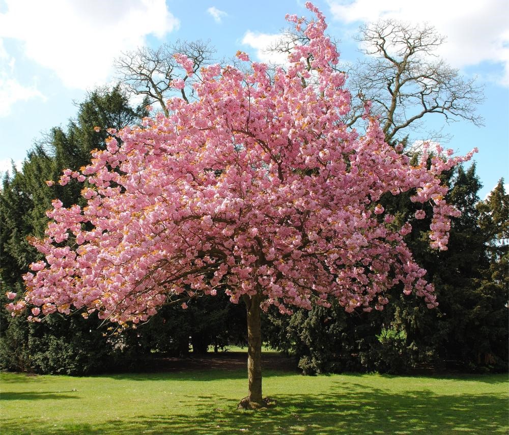 Prunus virginiana fotó, grade, leírás, ültetés, gondozás