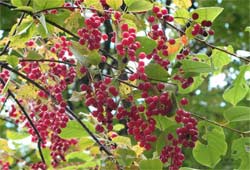 Prunus virginiana leírása, összetétele és felhasználása