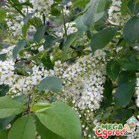 Prunus virginiana - különösen a termesztés és hasznos tulajdonságokkal - az életem