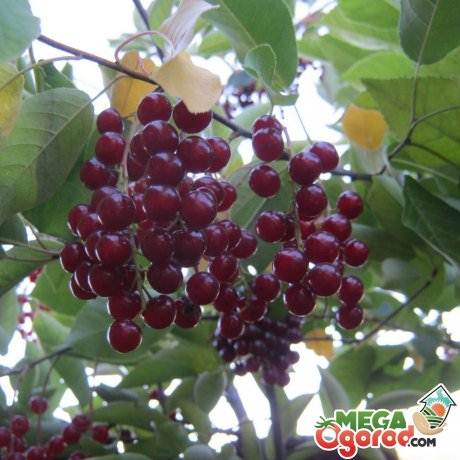 Bird cherry - trăsături de cultivare și proprietăți utile - viața mea