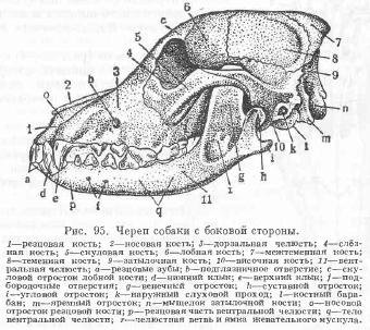 Череп собак - все про тваринництво