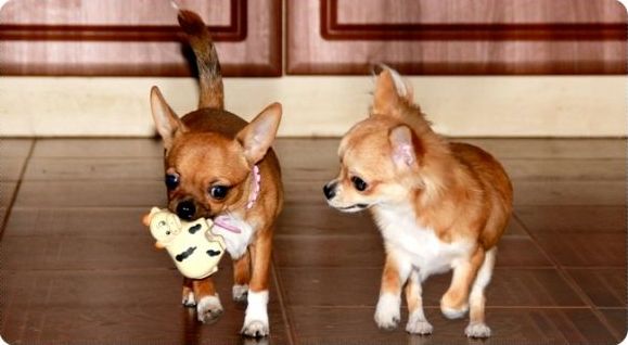 Chihuahua Yorkshire Terrier - de vânzare chihuahua puppy arată clasa