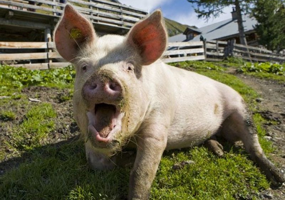Ce porci mănâncă hrănirea rației, cum și ce să se hrănească acasă