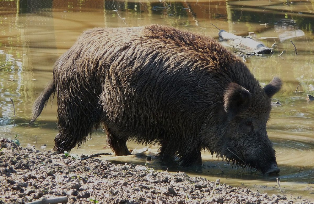 Ce porci mănâncă hrănirea rației, cum și ce să se hrănească acasă